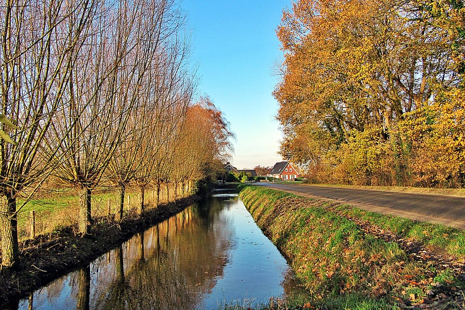 willow, ditch, blue sky, fall colors, netherlands, landscape HD wallpaper