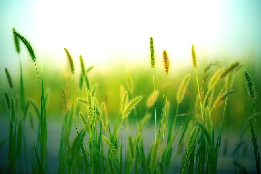 grass, grasses, nature, landscape, meadow, summer, green, close up HD wallpaper