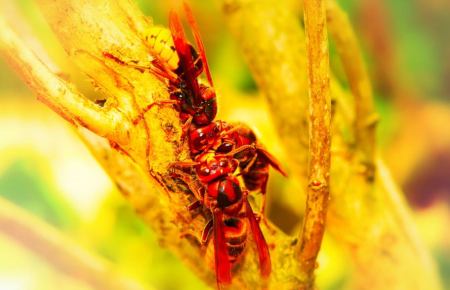 european hornet, insects, branch, the bark, tree, animals, nature, HD wallpaper