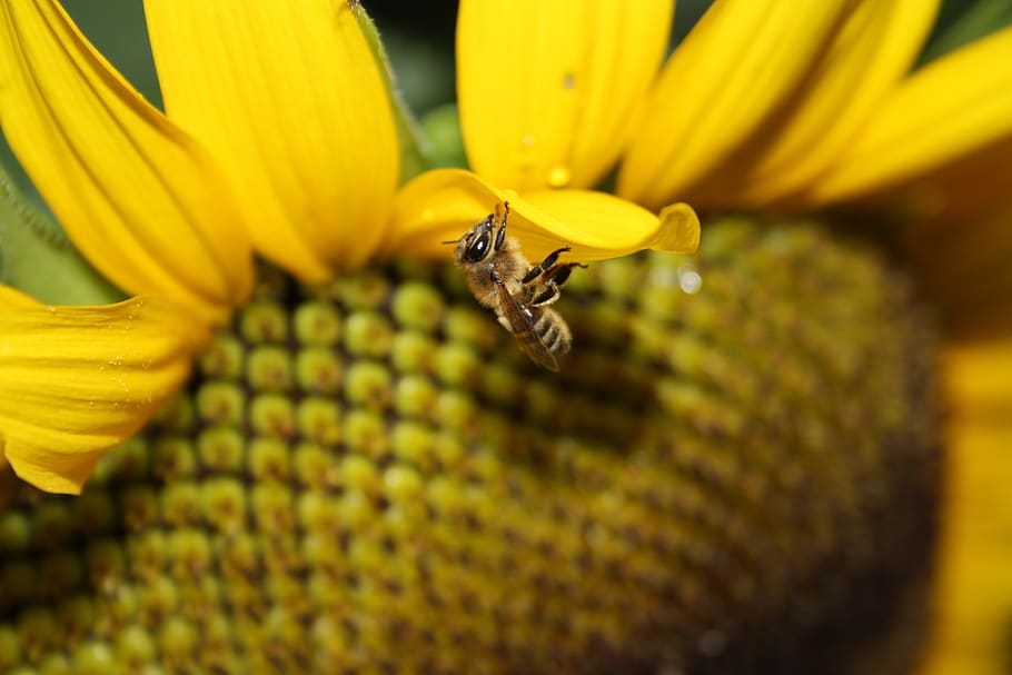 sunflower, bee, summer, yellow, flowering plant, invertebrate HD wallpaper