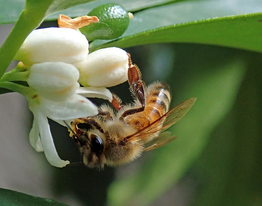 bee, insect, citrus, blossom, flower, garden, nature, animal themes HD wallpaper