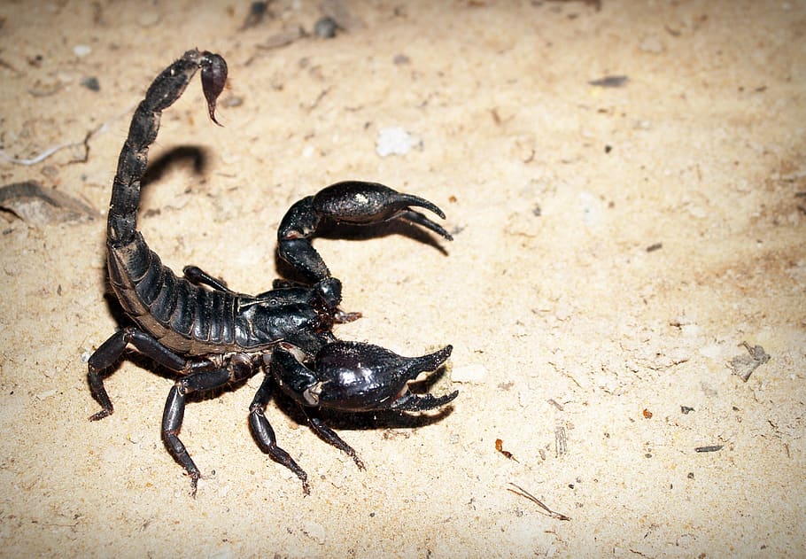 Selective Focus Photography of Black Scorpion, animal, background, HD wallpaper