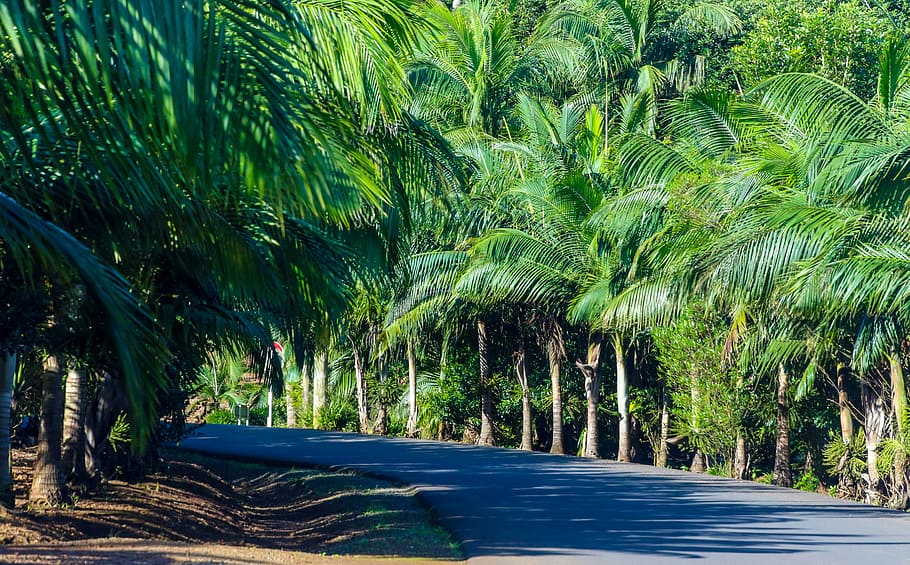 Gray Concrete Road Between Green Palm Tress, coconut trees, exotic, HD wallpaper