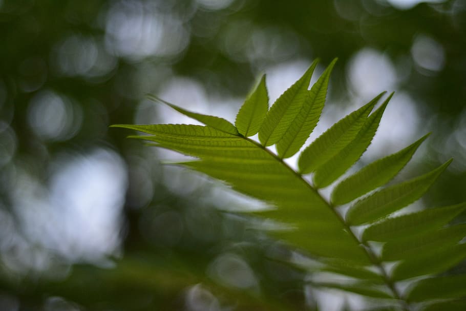 leaves, leaf, plant part, green color, close-up, growth, no people HD wallpaper