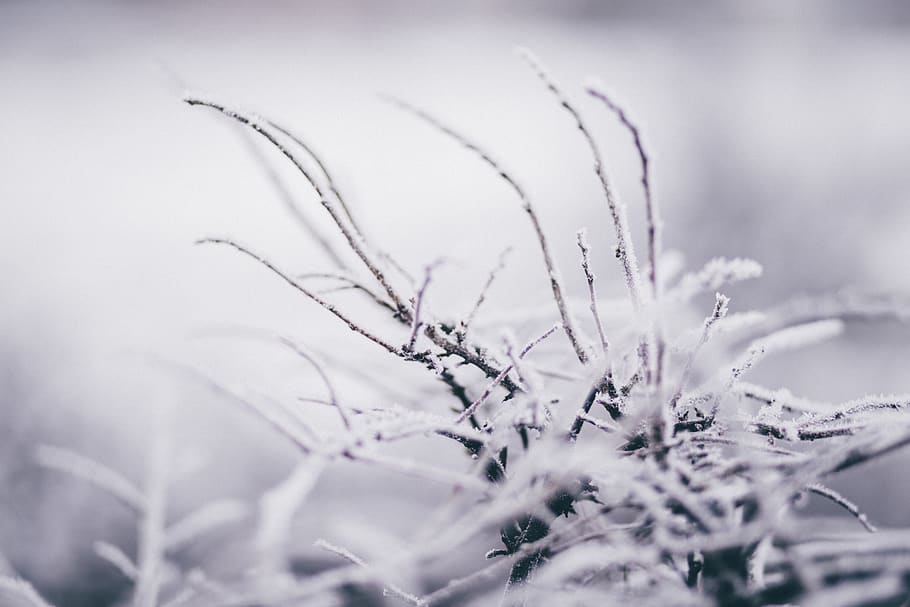 Selective Focus Photography of Weed Covered by Snow, blur, blurred background HD wallpaper