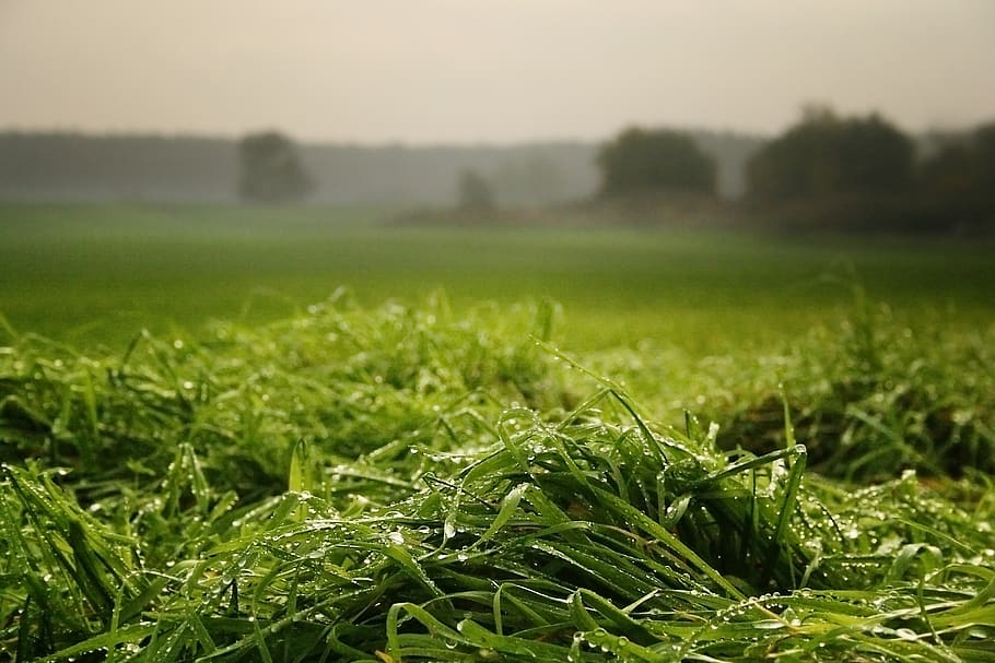 morgentau, meadow, grass, drip, pasture, wet, raindrop, dew HD wallpaper