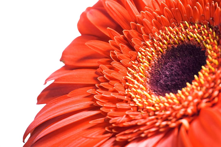flower, gerbera, red, white, background, spring, macro, stem HD wallpaper
