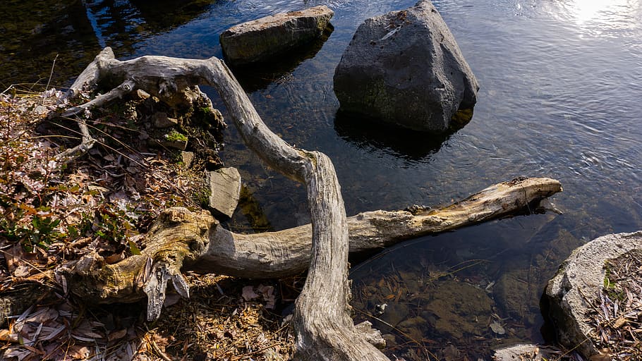 Lake, Water, Rock, reptile, nature, day, rock - object, no people HD wallpaper
