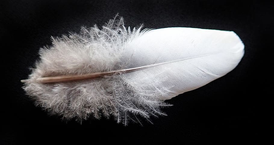 feather, bird, downy, plumage, fluffy, nature, studio shot HD wallpaper