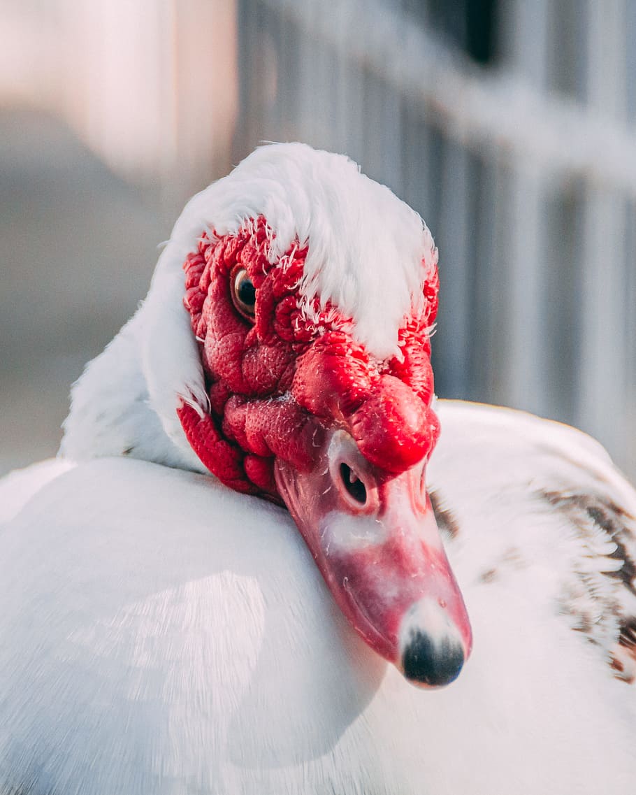 selective focus photography of white goose, duck, face, beak HD wallpaper