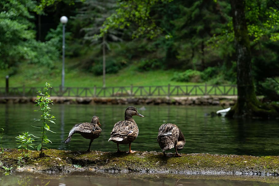 three brown ducks, animal, bird, water, outdoors, nature, waterfowl HD wallpaper
