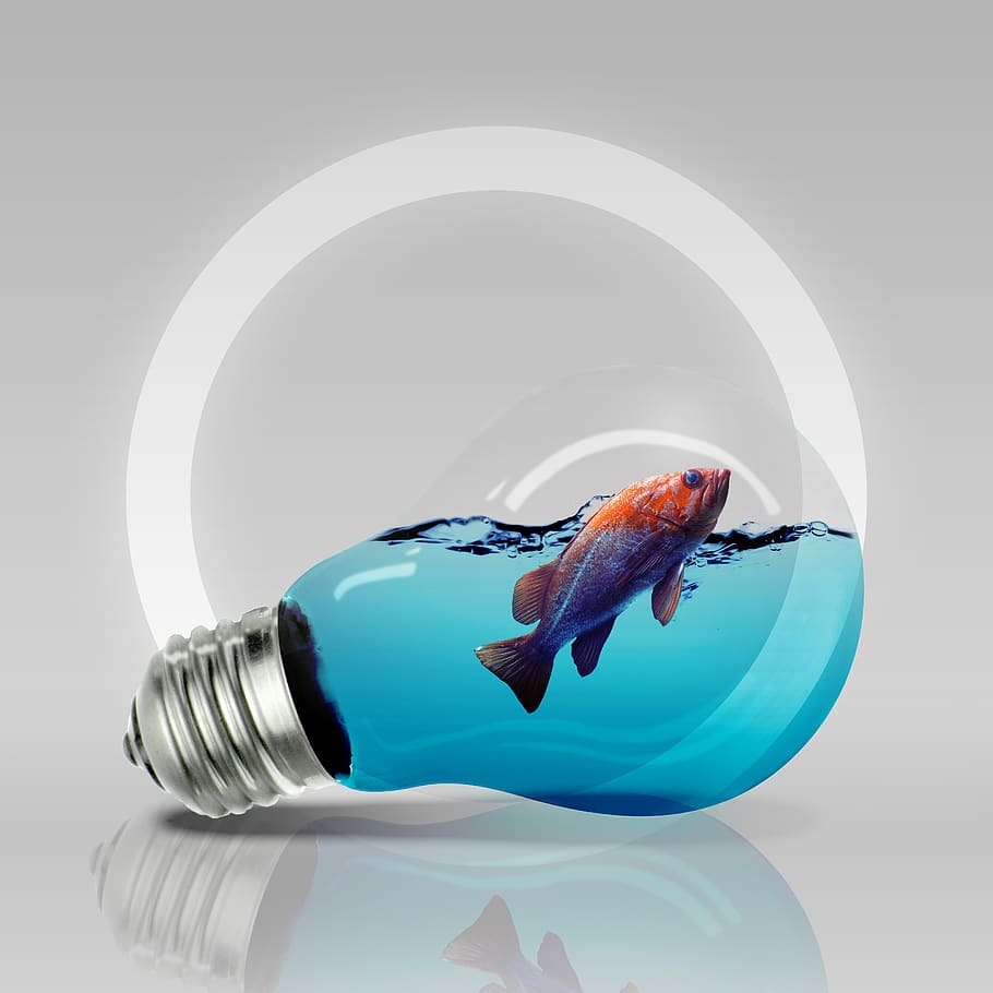 bulb, fish, light, animal, studio shot, blue, indoors, no people, HD wallpaper