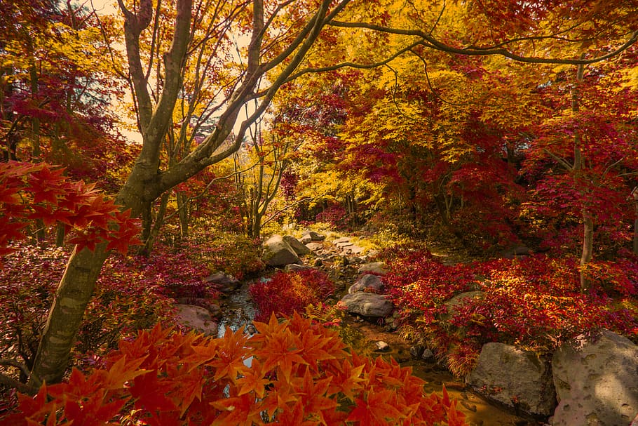 japan, tachikawa-shi, showa kinen park, autumn, maple, trees, HD wallpaper