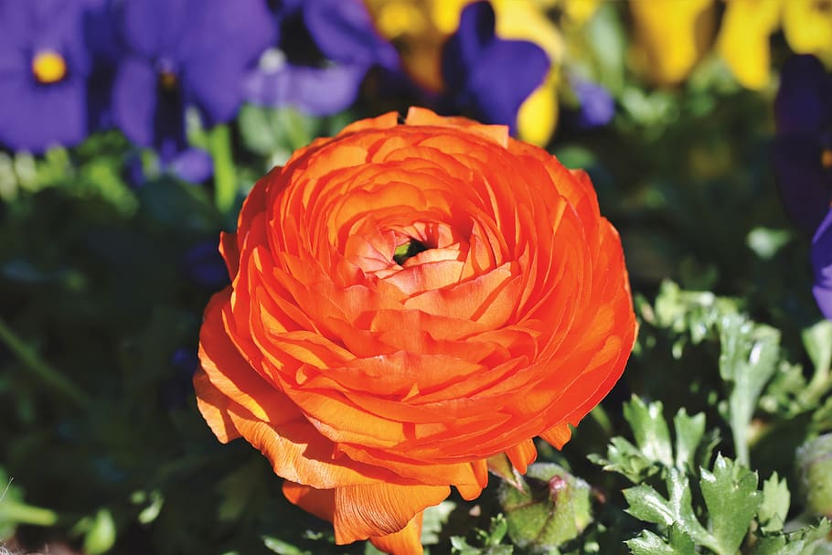ranunculus, flower, blossom, bloom, spring flower, red, schnittblume HD wallpaper