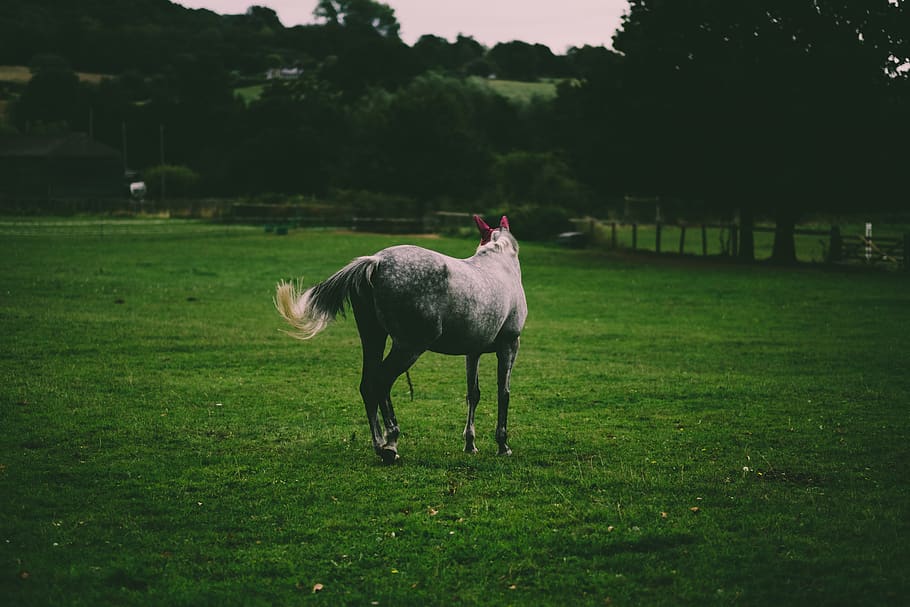 united kingdom, reigate, plant, grass, mammal, animal themes HD wallpaper