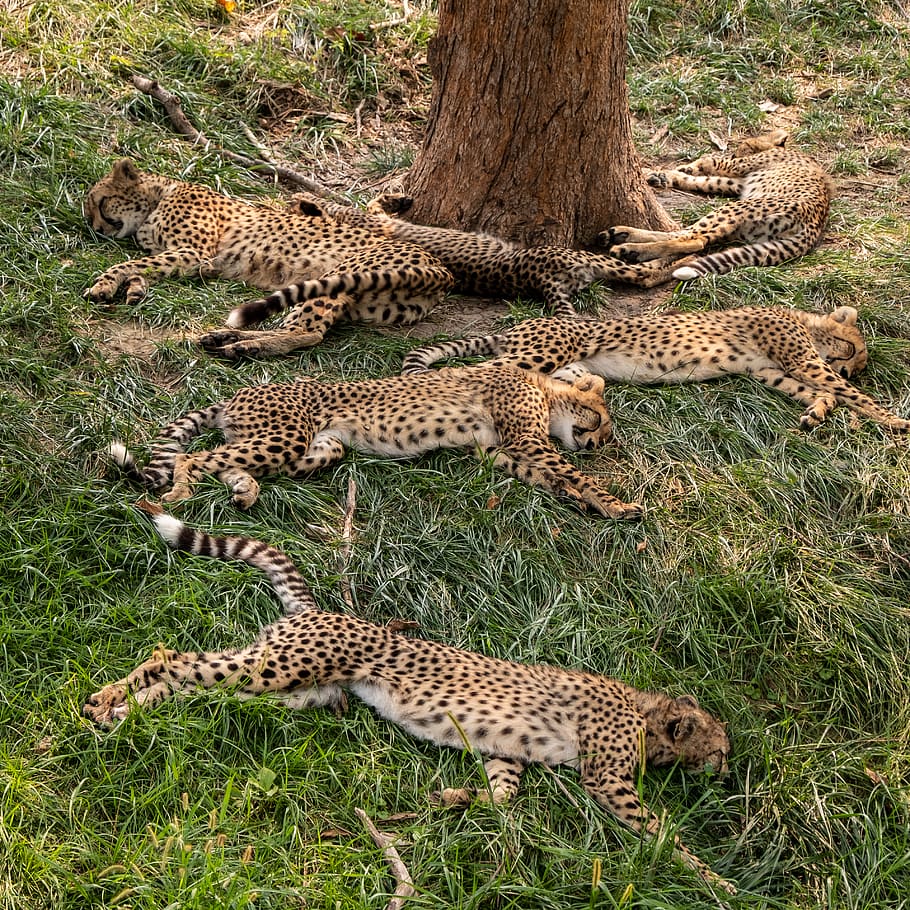six leopard cubs lying beside tree, cheetah, wildlife, mammal HD wallpaper