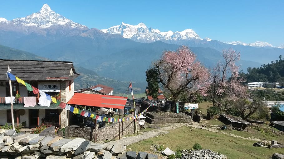 nepal, dhampus, school, mountains, architecture, tree, plant HD wallpaper