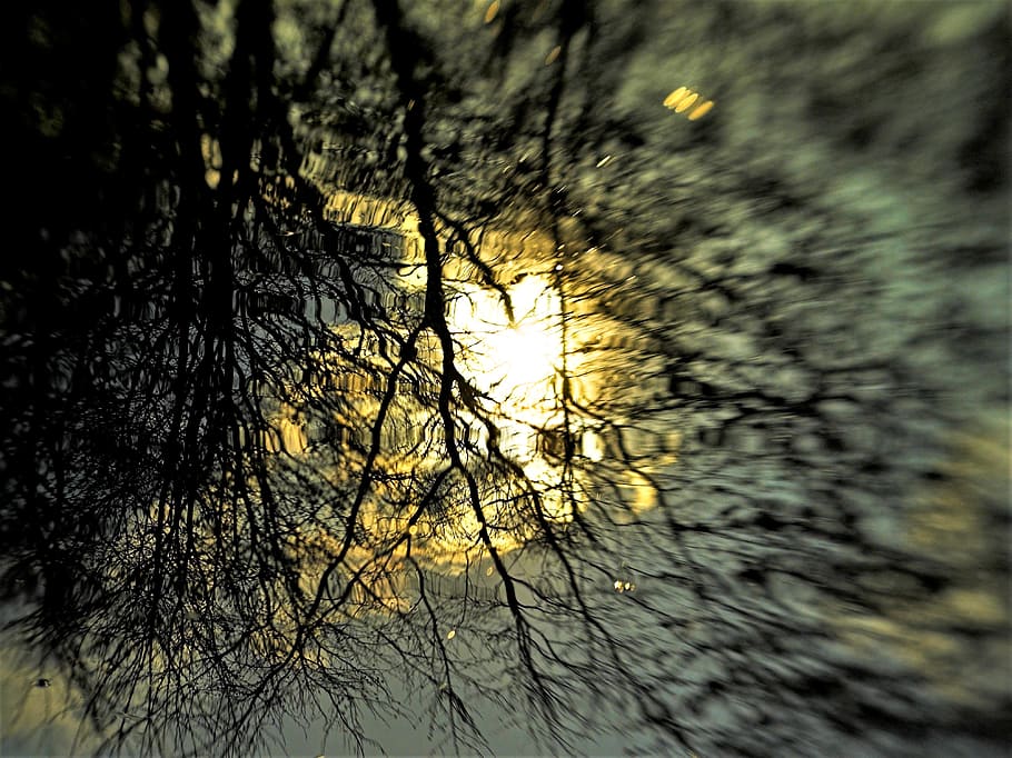 water, light, trees, reflection, mirrow, plant, no people, branch HD wallpaper