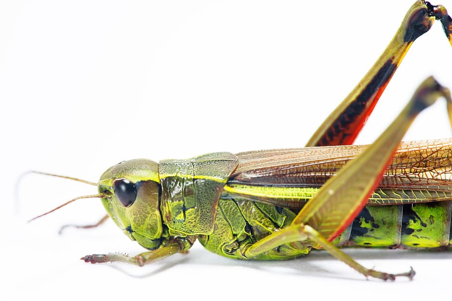 antenna, bug, copyspace, grasshopper, green, indoors, insect HD wallpaper