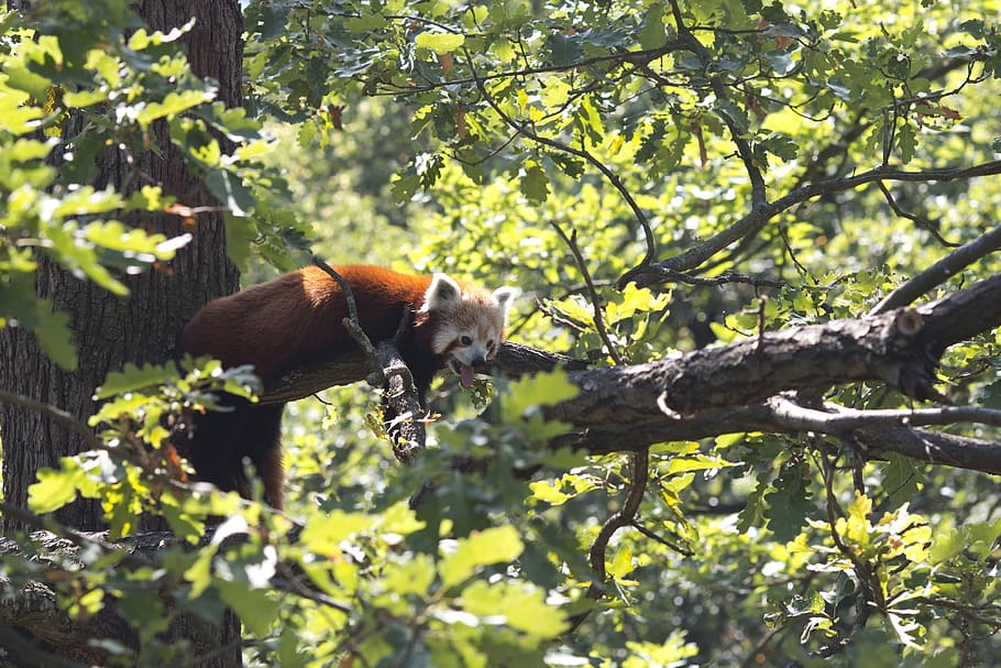 panda, red, tree, mammal, animal, zoo, relax, ailurus fulgens HD wallpaper