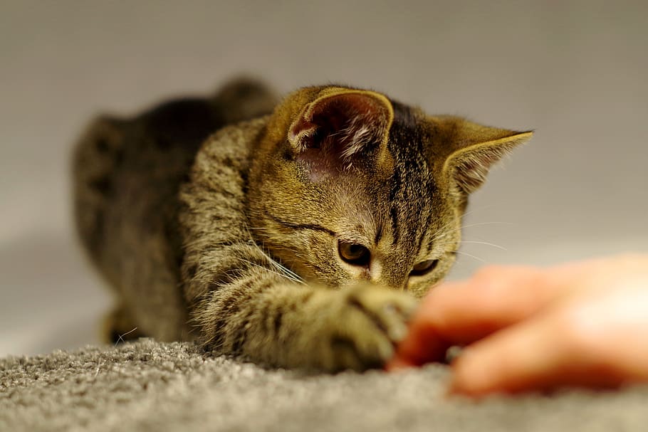 cat, home, fur, mammal, feline, human hand, pets, domestic animals HD wallpaper