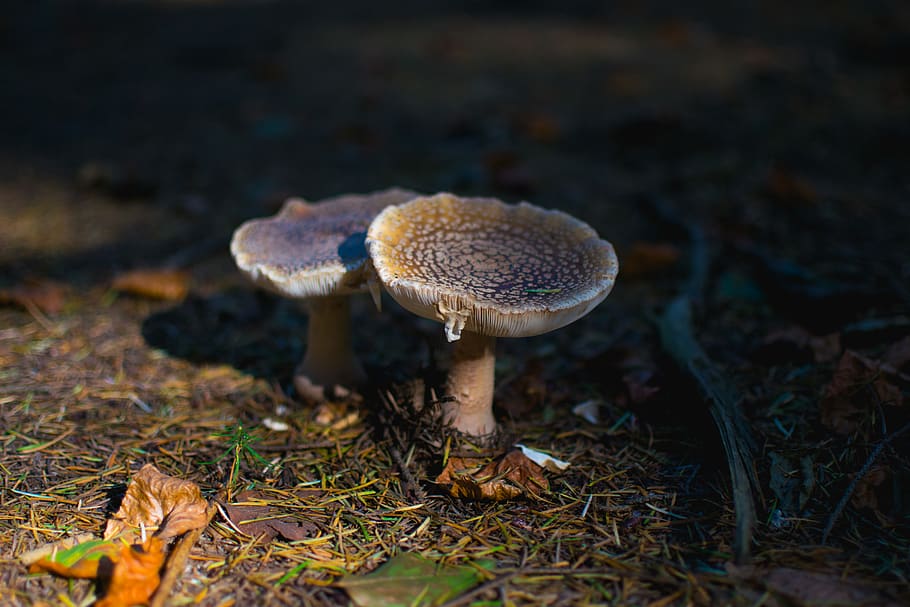 mushroom, toadstool, autumn, leaves, fungus, vegetable, land HD wallpaper