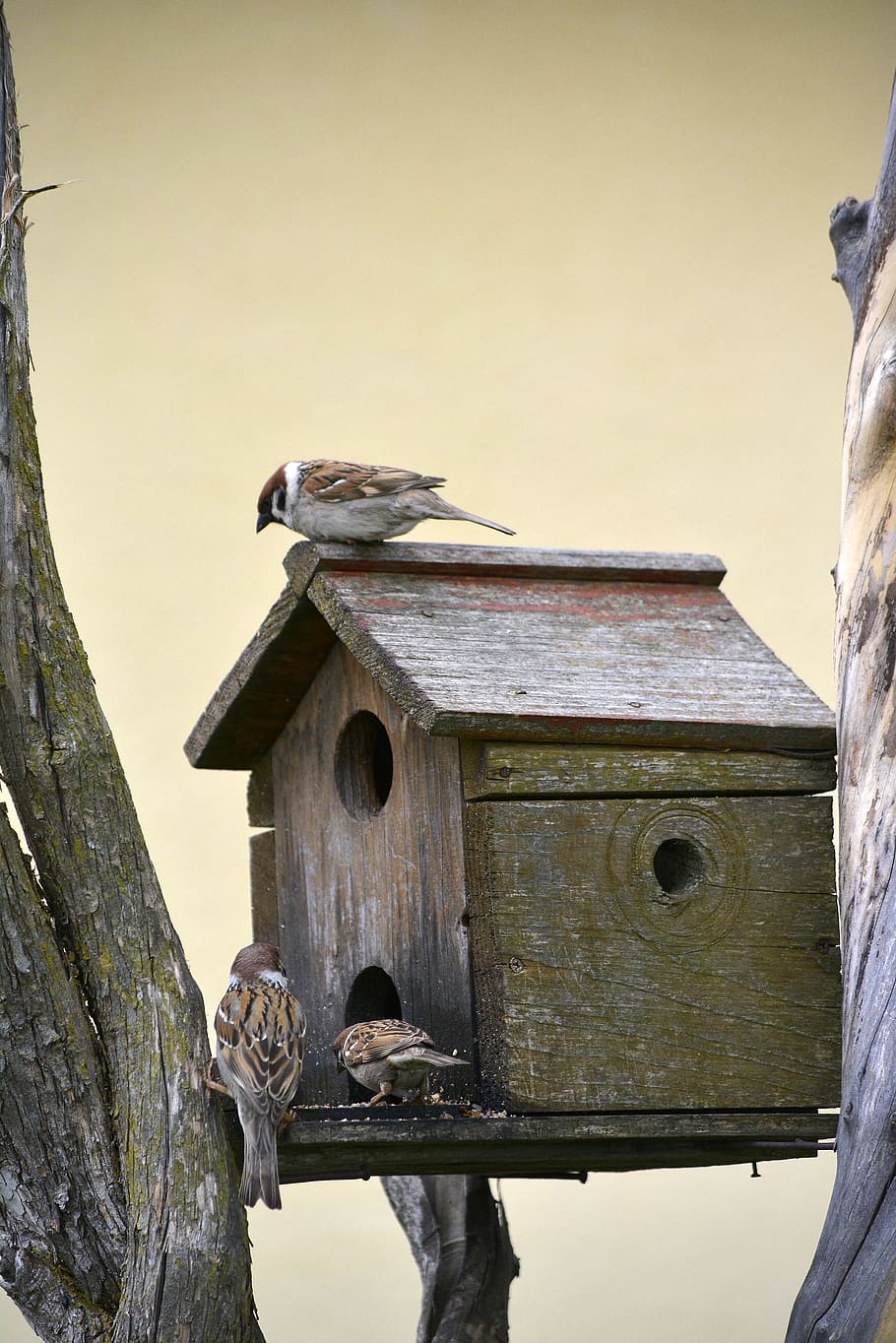 sparrow, bird, wildlife, nature, small, ornithology, birdwatching, HD wallpaper