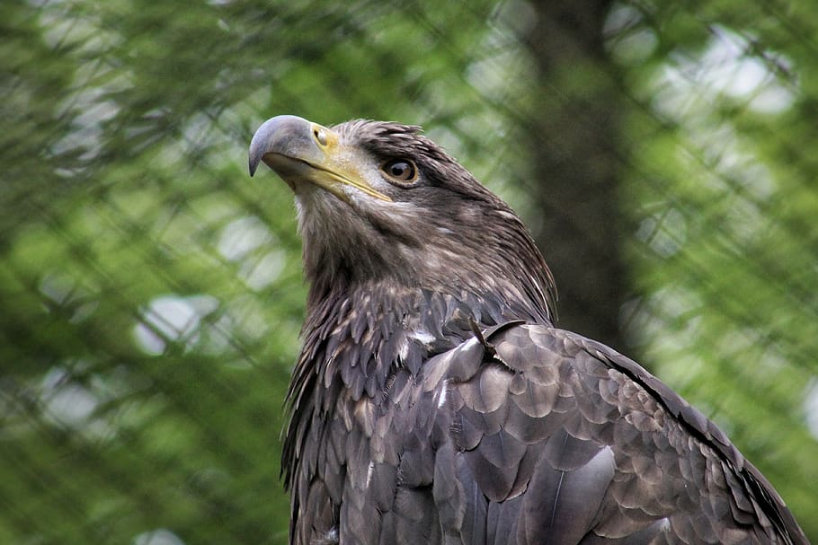brown hawk, animal wildlife, animal themes, animals in the wild HD wallpaper