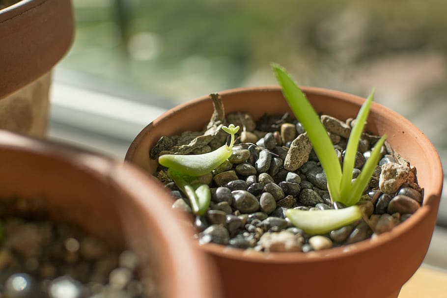 united states, oakland, plant, succulent, aloe, rocks, leaf, HD wallpaper