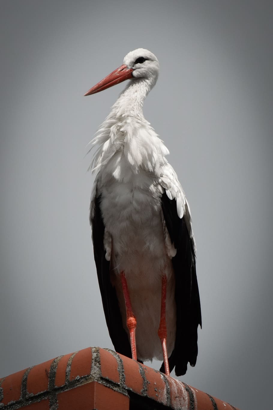 animals, bird, stork, vertebrate, animal themes, animal wildlife HD wallpaper