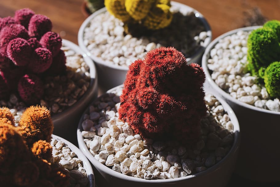 five assorted-color plants, food, freshness, food and drink, choice HD wallpaper
