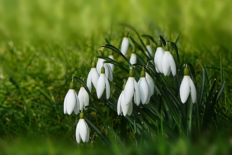nature, plant, snowdrop, galanthus, white, closed, short, harbinger of spring, HD wallpaper
