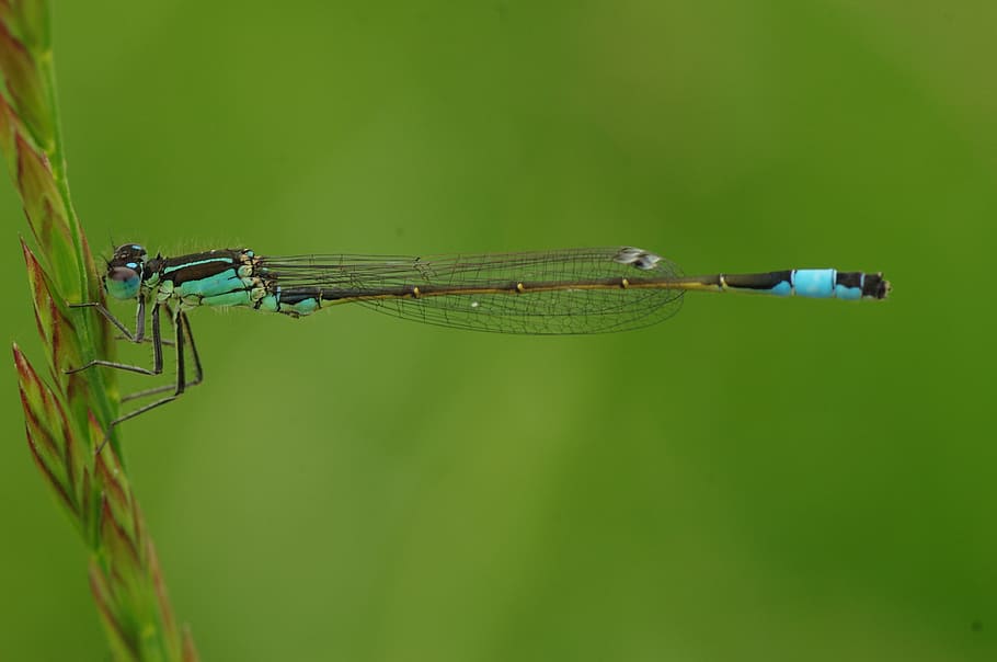 Macro Photography of Blue and Brown Dragonfly, close-up, damselfly HD wallpaper