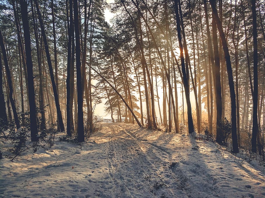 Silhouette Of Trees, cold, forest, nature, scenic, season, snow HD wallpaper