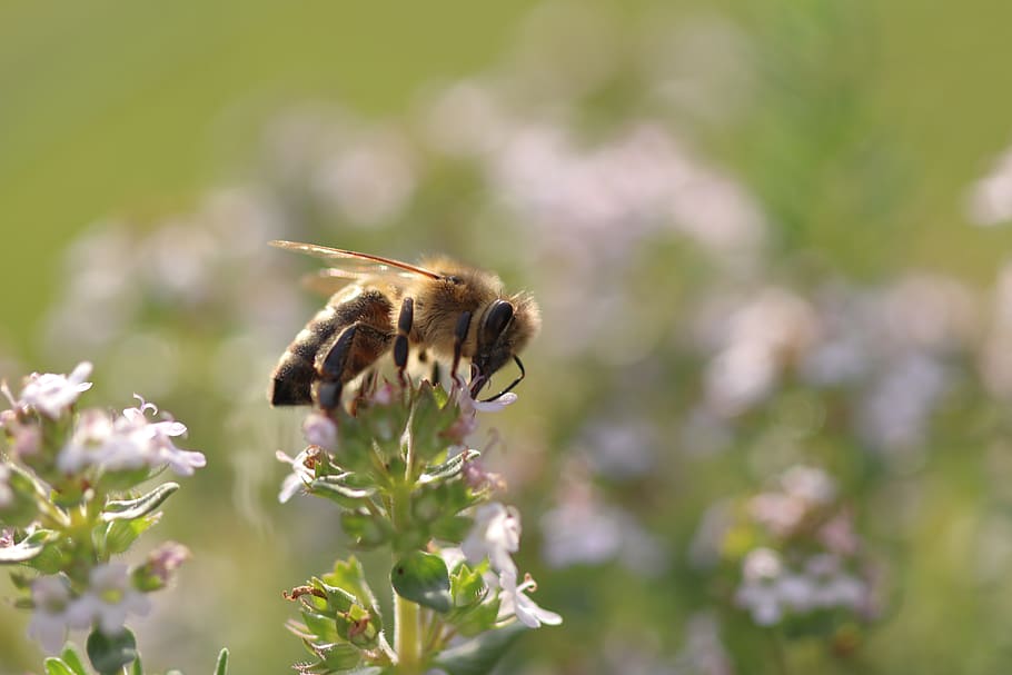 HD wallpaper: bee, flowers, macro, close up, honey bee, sprinkle ...