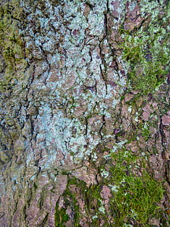 rock, plant, ground, tree, moss, algae, texture, tree trunk HD wallpaper