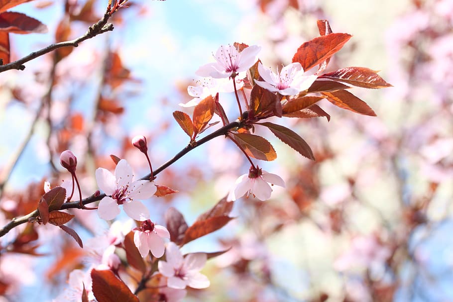 flowers, spring, pink, nature, summer, garden, colorful, beauty HD wallpaper