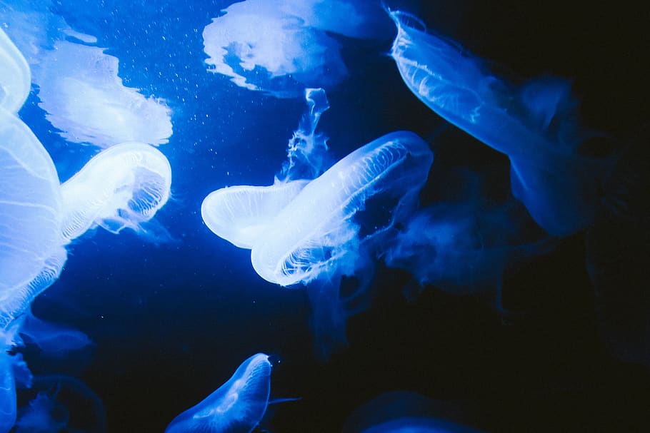 aquarium berlin, jellyfish, undersea world, soft, softness, HD wallpaper