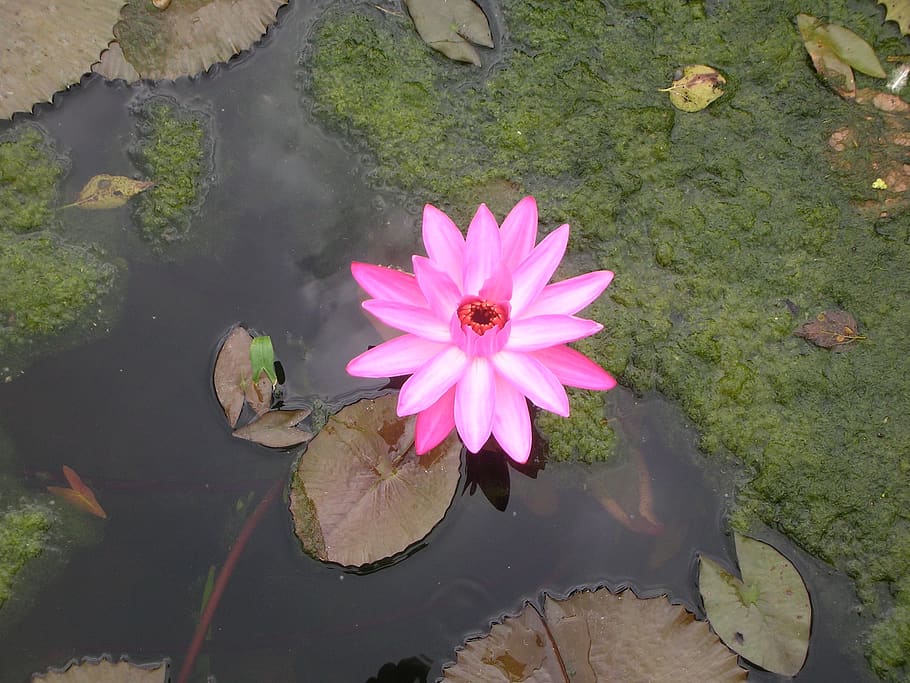 flower, pink, purple, pond, lily pad, blossom, リリーパッド