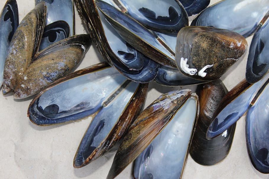 mussels, shells, shellfish, marine, food, bait, molluscs, seafood