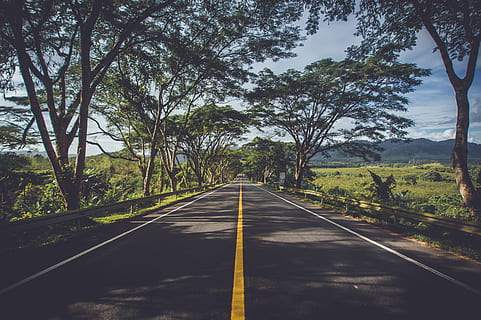 Road Surrounded by Green Trees, asphalt, environment, grass, highway HD wallpaper