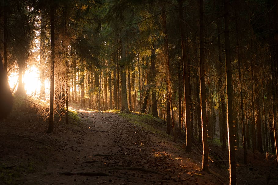 austria, veitsdorf, forest, light, tree, plant, land, tranquility HD wallpaper