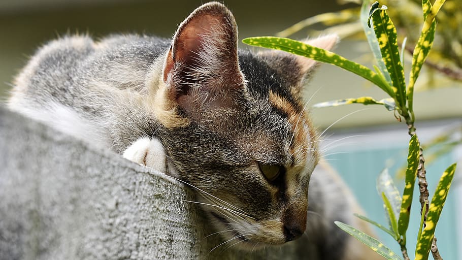cat, feline, pet, animals, tamed, nature, animal themes, mammal HD wallpaper