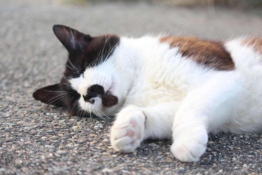 cat, cats, pet, animal themes, mammal, domestic, pets, feline HD wallpaper