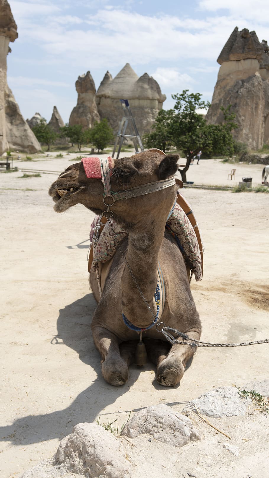 camel lying on concrete floor while looking sideways, animal HD wallpaper