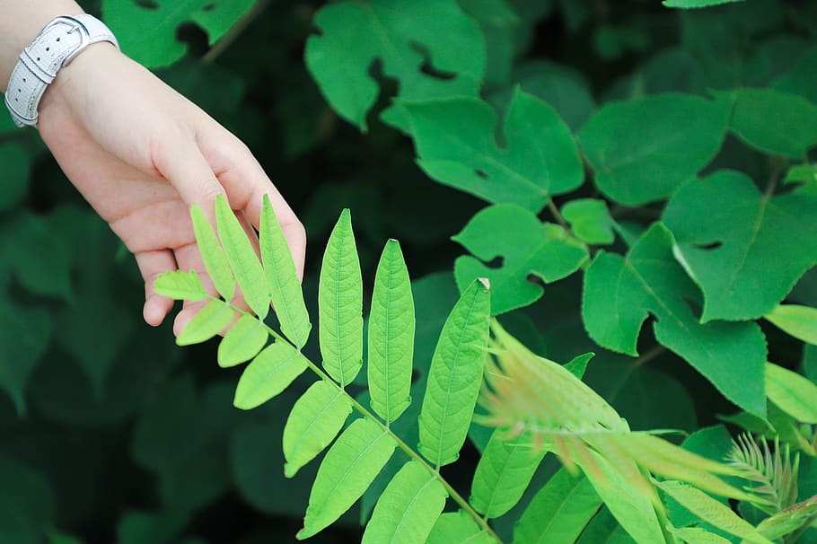 Person Holding Green Leafed Plant, hand, touching, plant part HD wallpaper