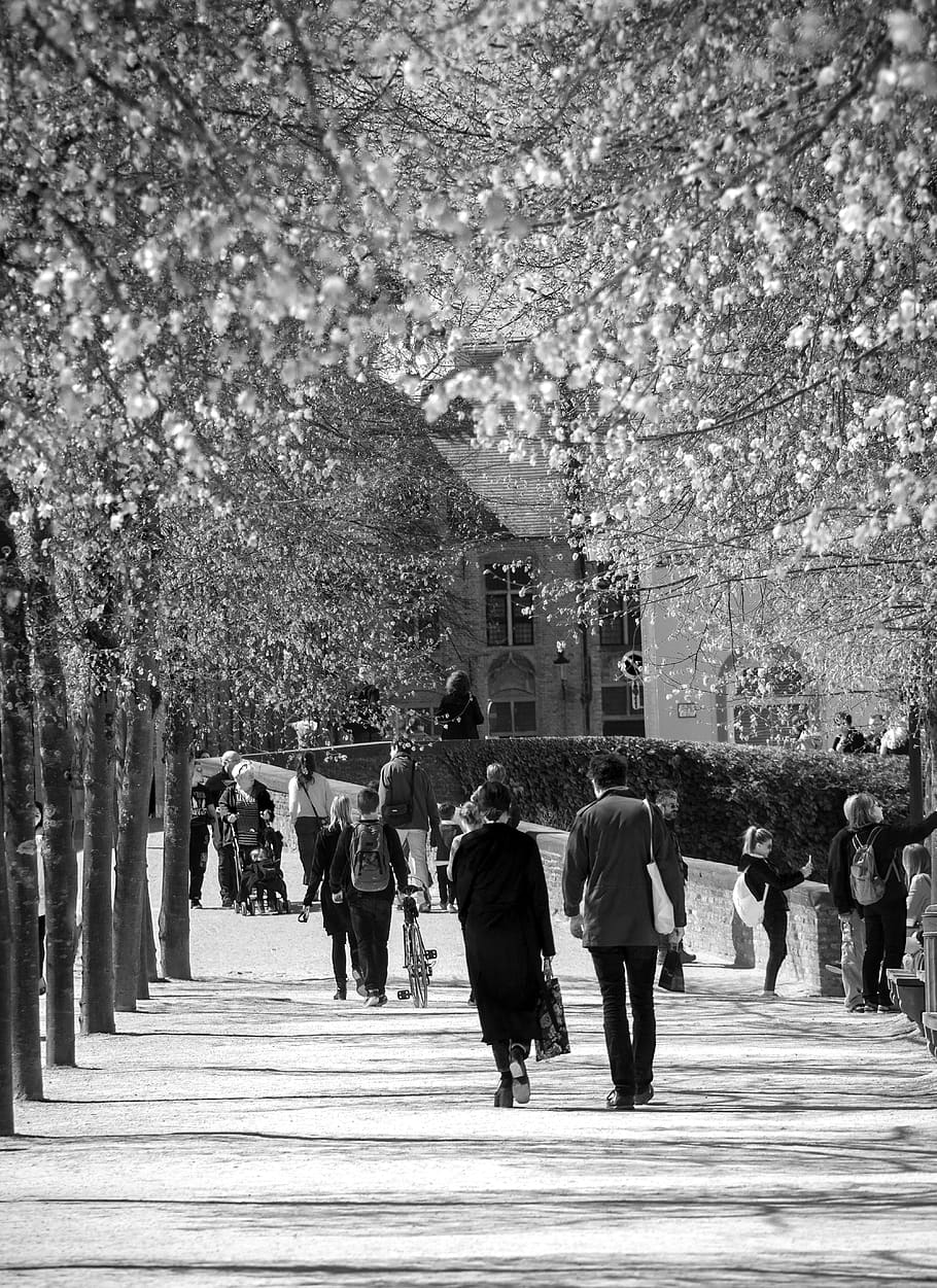 bruges, belgium, group of people, walking, real people, tree HD wallpaper