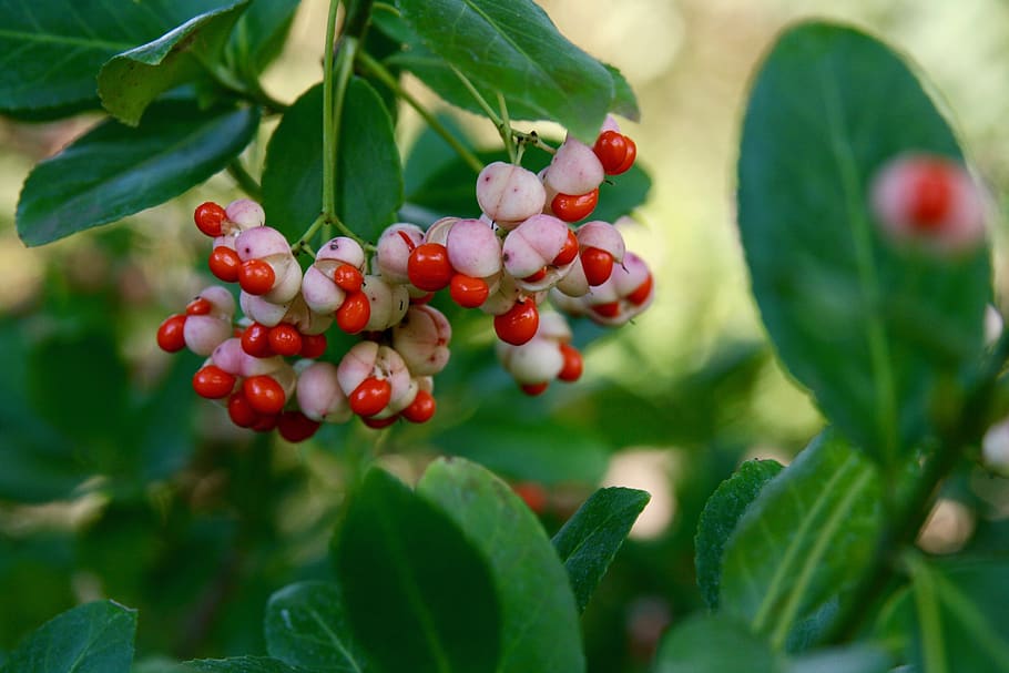 spindle, orange, white, infructescence, berries, food and drink HD wallpaper