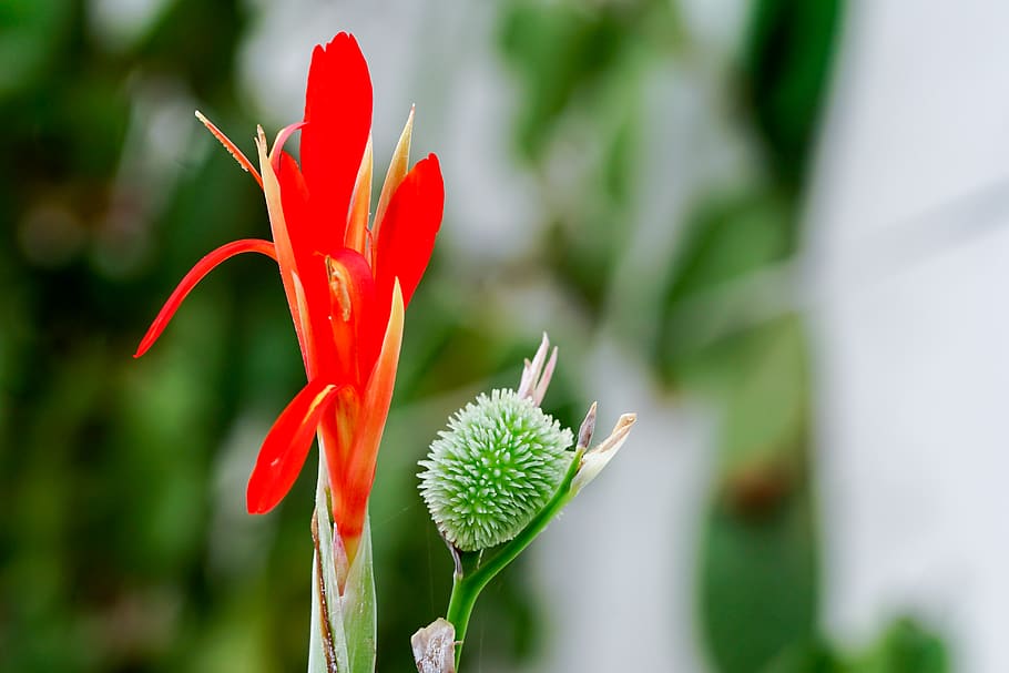 flower, plant, red, macro, garden, flowering plant, growth HD wallpaper