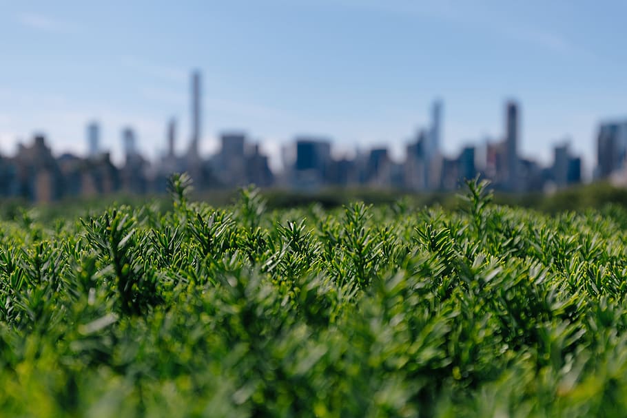 City Behind Greenery Photo, Backgrounds, Earth, Outdoor, Skyline, HD wallpaper